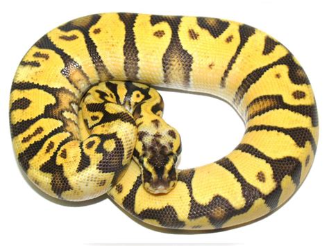 Bald Headed Python 的图像结果