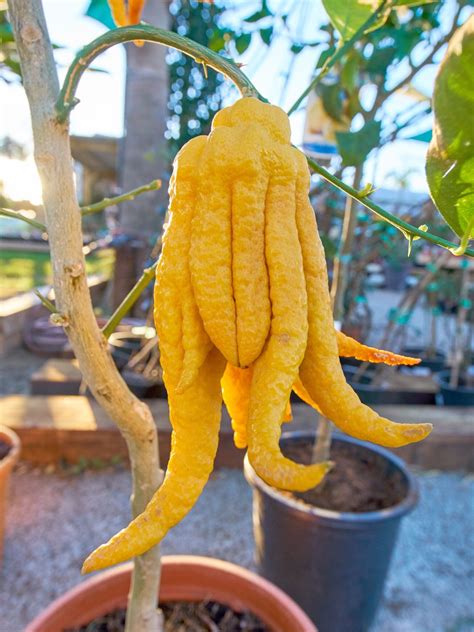 buddha's hand citron canva - Backbone Valley Nursery