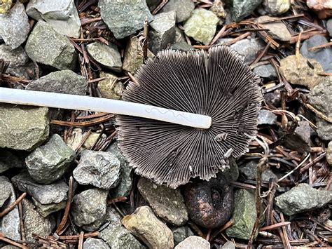 Coprinellus micaceus: The Ultimate Mushroom Guide + Recipe