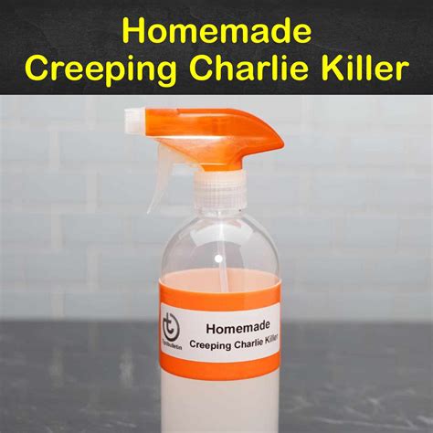 4 Homemade Creeping Charlie Killer Tips and Recipes