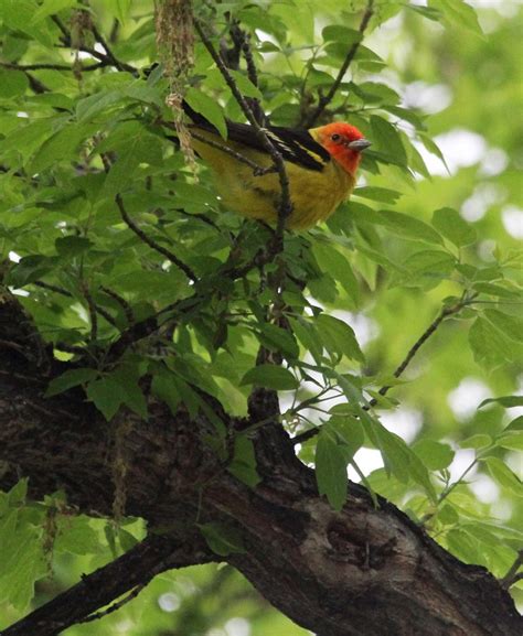 Image result for What Is Box Elder Tree