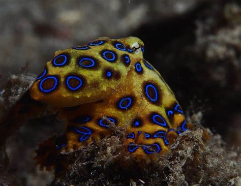 Image result for Blue-Ringed Octopus Map