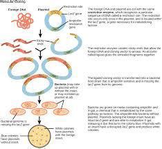 explain the process of gene cloning with well labelled diagrams ...
