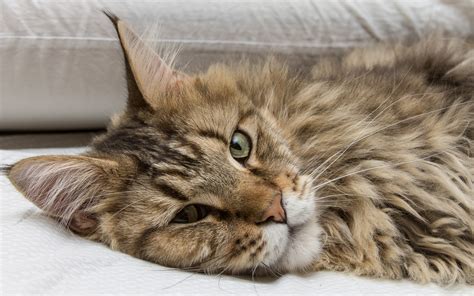 Download wallpaper cat, cat, look, face, Maine Coon, section cats in ...