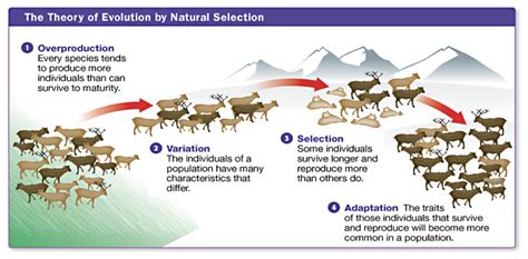 Image result for Natural Selection vs Evolution