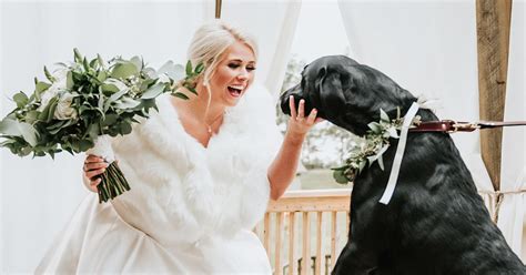 Image result for Dog Attacks Bride