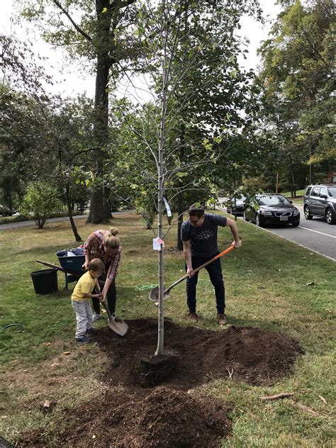 Image result for Legacy Tree Review