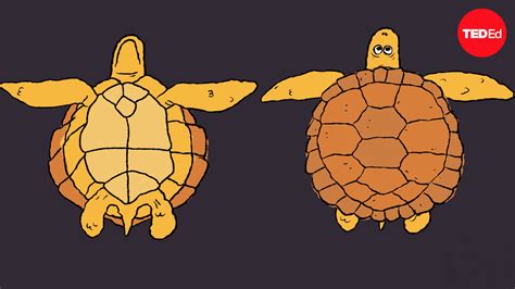 Image result for Turtle Shell Simple Drawing