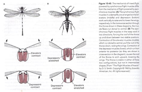 Flight Structures in Insects 的图像结果