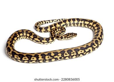 Image result for Queensland Python