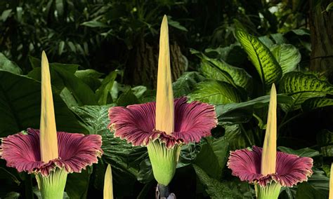 Corpse flowers smell like death, but thousands rush to the blooms ...