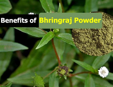 See the Magic of Bhringraj - lifeberrys.com