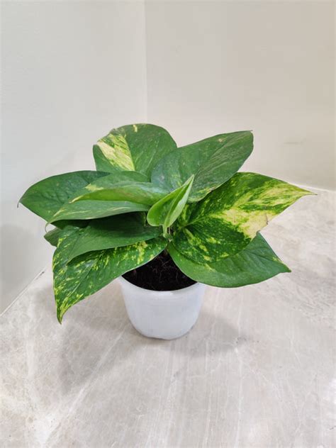 Buy Variegated Money Plant Online India at Lowest Price – ChhajedGarden.com