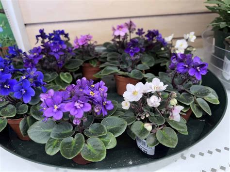 How to repot African violets 🌸 🌱 Ensuring thriving, blooming beauties