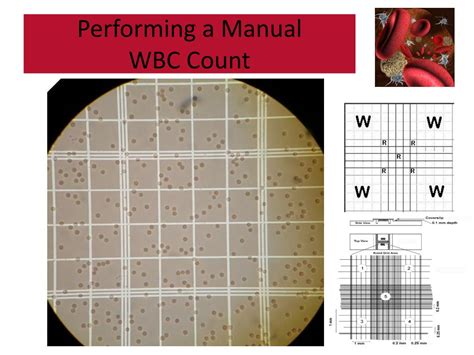 Image result for WBC Count Microscope