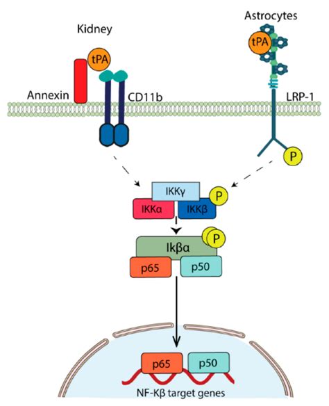 Plasminogen Activators in Neurovascular and Neurodegenerative Disorders