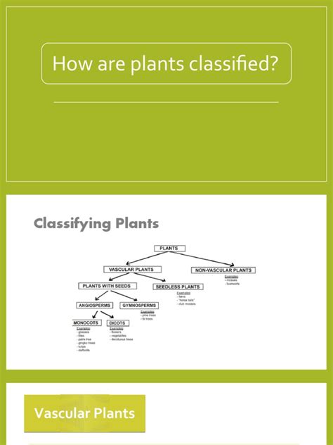 Image result for Plant Classification