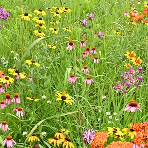Wildflower Seed Mix for Bees and Pollinators - Foxhound Bee Company