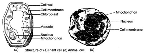 NCERT Solutions for Class 8 Science Chapter 8 Cell Structure and ...