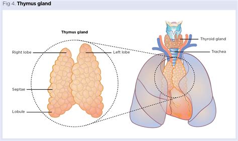 Endocrine system 5: the functions of the pineal and thymus glands ...