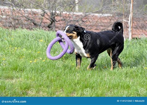 Appenzell Cattle Dog Running on the Green Grass. Stock Photo - Image of ...