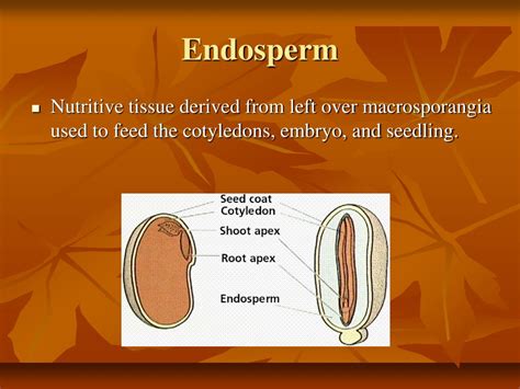 Image result for Angiosperms Classes