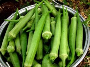 DIOART ™F1 HYBRID OKRA SEEDS-115 Seed Price in India - Buy DIOART ™F1 ...