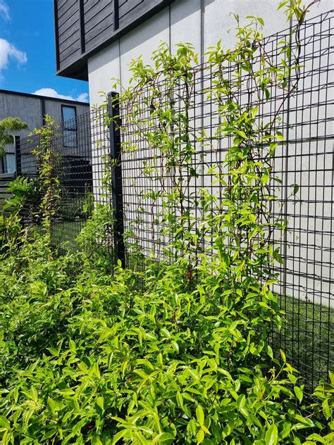 Greenscreen System 的图像结果