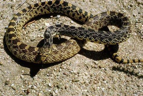 Snake Game Using Python 的图像结果