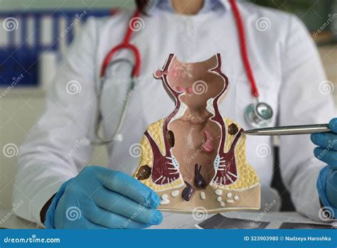 A Doctor Explains The Anatomy Of The Rectum And Anus Using A Model Concept Royalty-Free Stock ... - anatomy of rectum