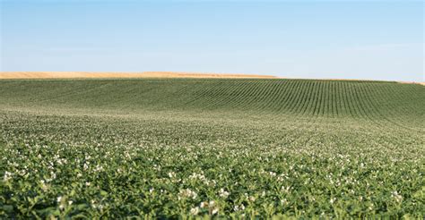 灌溉 的图像结果