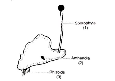 Given is a picture of bryophyte. The correct ploidy levels of the ...