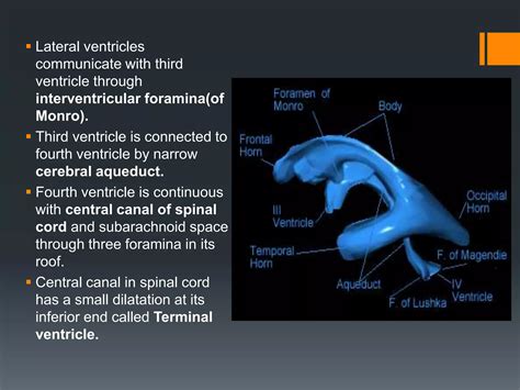 Foramen Of Monroe