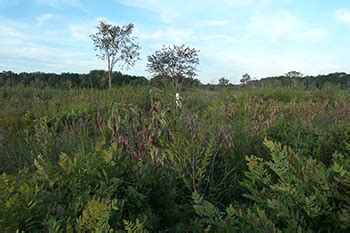 Showcasing the DNR: Photo monitoring helps preserve natural areas