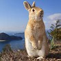 Image result for Bunnies and Flowers