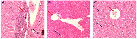 Elucidation of Natural Components of Gardenia thunbergia Thunb. Leaves ...