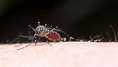 Chikungunya outbreak in Dhaka due to sporadic rains | Health News | Zee ...