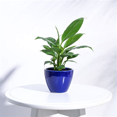 Buy Stylish Planters Online | Perfect Pots for Every Plant | Ugaoo