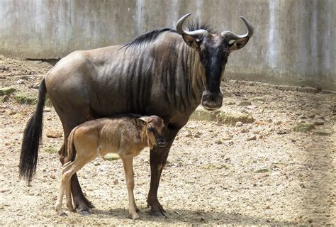 GNU Simulator 8085 Add Two 8-Bit Number 的图像结果