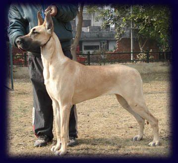 PaquinGreatDanes.in noida up