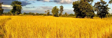 Why Bangladesh sees golden rice as a threat