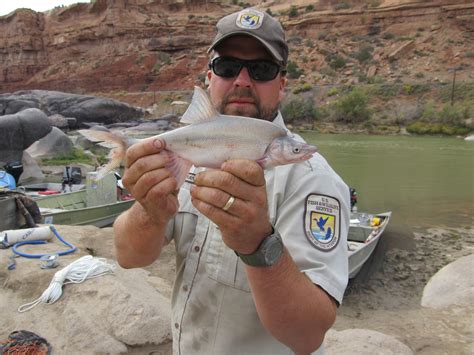 Humpback chub, black rocks section of the Colorado River | FWS.gov