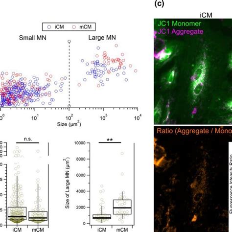 Cell Fluorescence 的图像结果