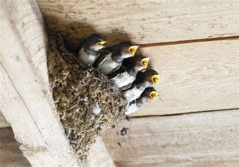 Bird Nests For Dummies - Basics & Main Types - Jake's Nature Blog