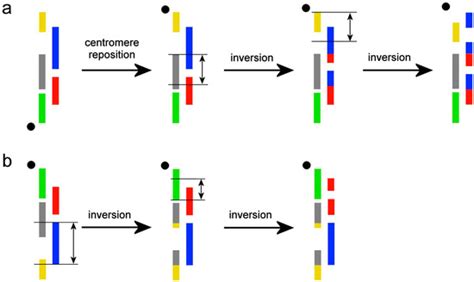 Intrachromosomal Rearrangements in Rodents from the Perspective of ...