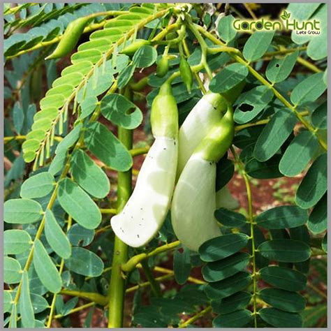 Our Seeds Agathi Keerai White Flower/Hummingbird Tree Seeds (Sesbania ...