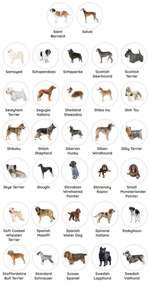 Purebred Dog Breeds
