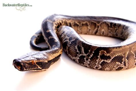 Image result for Black Blood Python