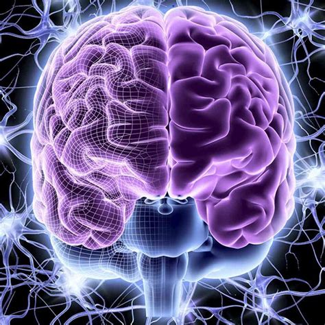 Brain and Nervous System | Medtalks