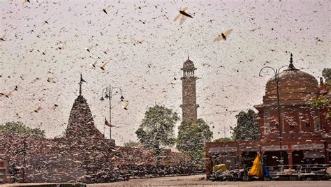 Climate Change Brings the Worst Locust Attack in Decades to India - The ...
